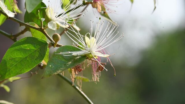 Capparis spinosa flowers. Its common names wyjeelah,&nbsp;nipang creeper,&nbsp;Capparis lasiantha, Flinders roseand and &nbsp;bush caper. wildflower.