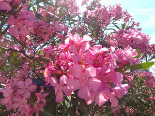 Beautiful pink oleander flowers blooming in sunlight with green leaves and blue sky creating...