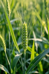 there is a close up of a green plant with some leaves