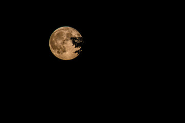 Full moon in a dark night sky behind tree branches. Astronomy moon surface with meteor craters against dark night sky