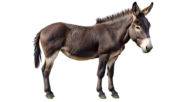 Dark brown donkey with profile view.