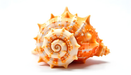 Fototapeta premium Stunning detailed shot of an orange and white conch shell set against a white backdrop.