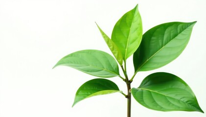 Large isolated plant with large leaves on white background, stem, nature
