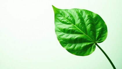 Large leaf isolated on white background with veins and ridges, botany, foliage
