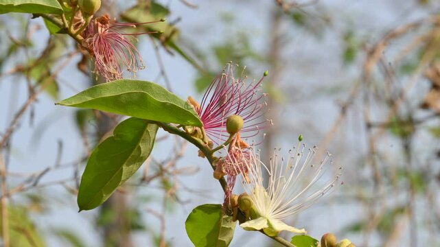 Capparis spinosa flowers. Its common names wyjeelah,&nbsp;nipang creeper,&nbsp;Capparis lasiantha, Flinders roseand and &nbsp;bush caper. wildflower.