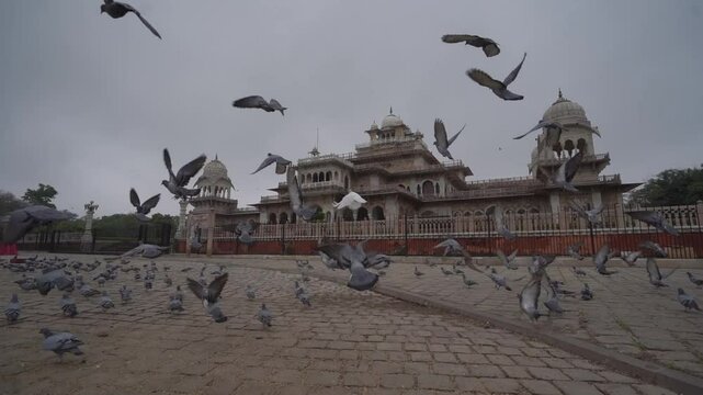 Folk of pigeons are flying near albert hall museum (Front Angel)