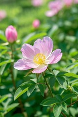 Obraz premium there is a pink flower that is growing in the grass