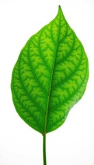 Single leaf with veins isolated on white background, botany, leaf, single leaf