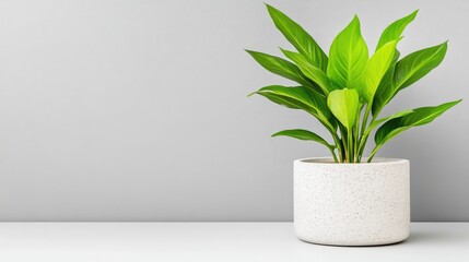 A vibrant green potted plant sitting on a white shelf against a minimalist grey background, and showcasing simplicity and modern interior design.