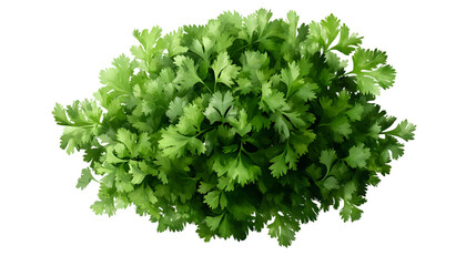 Obraz premium Fresh Cilantro Bunch with Top View.