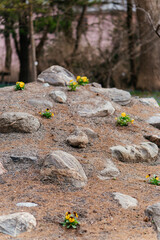 Small yellow flowers grow between rough stones on a dry, earthy slope, capturing the contrast between life and rugged nature