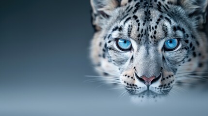 A striking close-up of a snow leopard"s face, showcasing its vivid blue eyes and distinctive fur pattern against a muted backdrop.