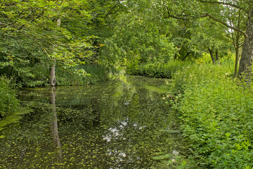 Obraz premium Canal with duckweed through a green forest in Clingendael park, The Hague, The Netherlands 