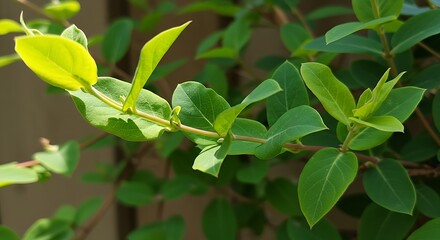 A climbing plant adjusting leaf direction based on sunlight.