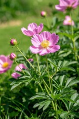 Fototapeta premium there is a pink flower that is growing in the grass