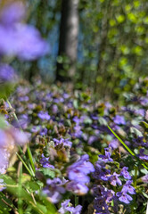 Field of delicate purple wildflowers in soft focus, blooming beneath the trees in a peaceful forest...