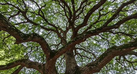 Obraz premium A tree releasing aromatic compounds to deter pests.