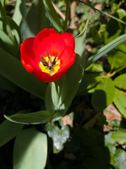 red tulip flower