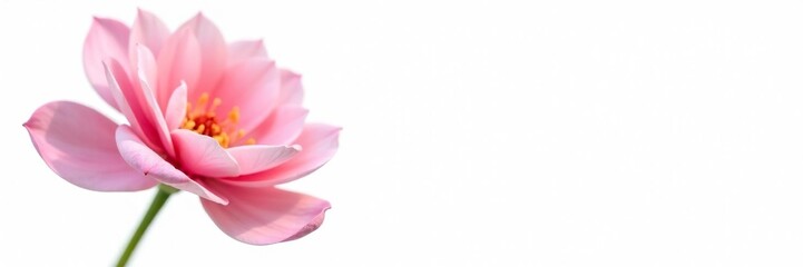 Fototapeta premium Delicate petals of a flower isolated on white background, botanical photography, blooming