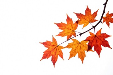 delicate maple leaves in autumnal colors on a branch isolated on white, nature, flowers