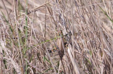 Foto de una langosta sobre una planta