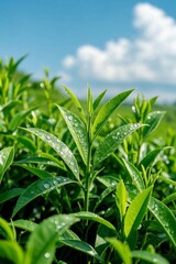 Obraz premium a close up of a green plant with water droplets on it
