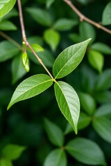 Obraz premium a close up of a green leaf with a small white flower