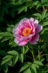 there is a pink flower that is growing in the bush