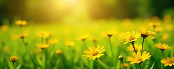 Fototapeta premium Sunlit meadow of bright yellow daisies and green grass, landscape, yellow