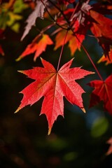 a close up of a red leaf on a tree with green leaves