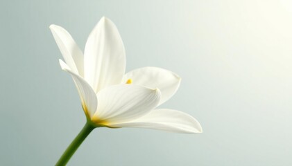 Fototapeta premium Close-up shot of pristine white petals on a pure white background , nature, close up