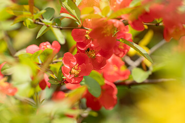 명자나무꽃, 명자나무, Japanese quince, flowering quince, ping flower
