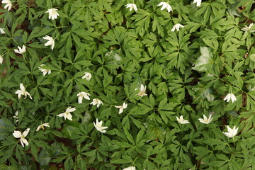 White Jasmine Flowers Green Leaves Nature Background