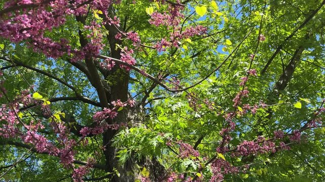 Cercis racemosa tree spring blossom. Chain Flowered Redbud.