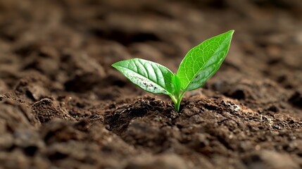 New sprout emerging from soil
