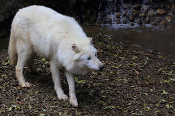 Loup blanc du canada