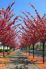 Allée de sakura du Japon au printemps