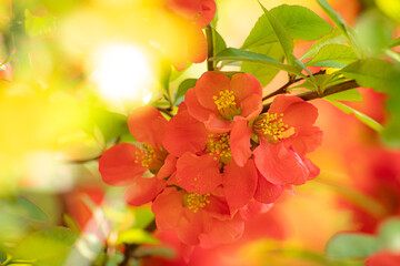 명자나무꽃, 명자나무, Japanese quince, flowering quince, ping flower