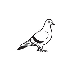 white dove isolated on white background