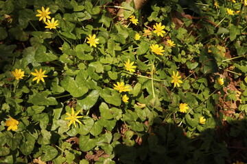 Lesser Celandine Buttercups Flowers Flower bed Green Leaves Nature Background