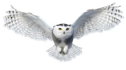 Snowy Owl in Flight with White Background.