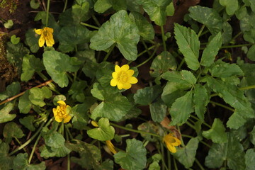 Lesser Celandine Buttercups Flowers Flower bed Green Leaves Nature Background