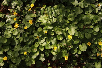 Lesser Celandine Buttercups Flowers Flower bed Green Leaves Nature Background