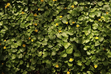 Lesser Celandine Buttercups Flowers Flower bed Green Leaves Nature Background