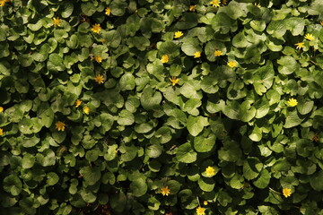 Lesser Celandine Buttercups Flowers Flower bed Green Leaves Nature Background