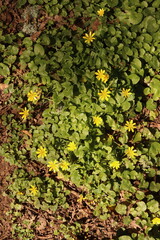 Lesser Celandine Buttercups Flowers Flower bed Green Leaves Nature Background