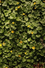Lesser Celandine Buttercups Flowers Flower bed Green Leaves Nature Background