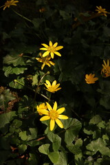 Lesser Celandine Buttercups Flowers Flower bed Green Leaves Nature Background