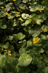 Lesser Celandine Buttercups Flowers Flower bed Green Leaves Nature Background