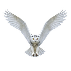 Fototapeta premium snowy owl in flight